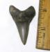 Mako Shark Tooth from Aurora NC